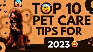 Top 10 Pet Care Tips Must Know For 2023 | Tim's Adventures