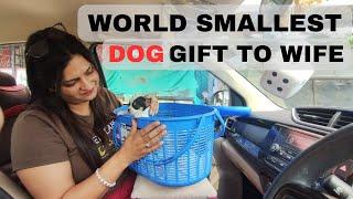 NEW DOG IN OUR FAMILY | WIFE KO DOG GIFT KAR DIYA | PETLOVERS ANUTUSH