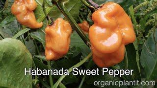 Habanada Sweet Pepper | Organic Plant It