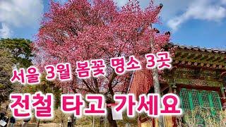 전철로 가는 3월 Seoul 봄꽃 명소 3