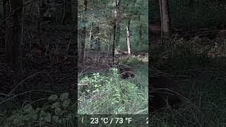 Sound on #pig