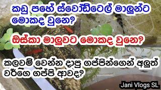 කඩු පහේ ස්වෝඩ්ටෙල් මාලුන්ට මොකද වුනෙ? ඔස්කා මාලුවට මොකද වුනෙ? | Jani Vlogs SL