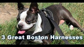 3 Great Boston Terrier Dog Harnesses