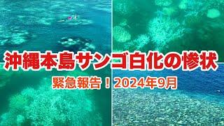 【沖縄旅行情報】沖縄サンゴ礁が壊滅？沖縄本島サンゴ焦に大白化現象が発生中「沖縄シュノーケリング」