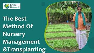 Nursery Management Of Brinjal | Nursery Management And Transplanting | Krishi Network