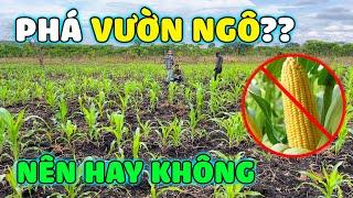 Thế Nhân || Vườn Ngô Xuống Giống Trước Mùa Mưa Ở Nông Trại Số 2 Liệu Có Nên Phá Bỏ ?