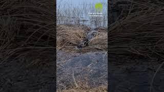 Охота на утку с собакой  #охота