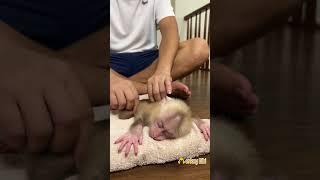 Monkey BiBi massage relax