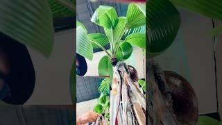 Agar akar cepat memanjang jumlah daun harus dikurangi