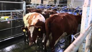 Milking parlour series: Tom and Michael Dunne, Co Cork