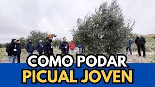 🟥 Aprende a Podar un Olivo Picual Joven. Sercopag #bolaños #ciudadreal