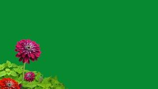 flower green screen no copyright | flower green screen video | flower butterfly green screen