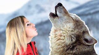 WHY DO WOLVES HOWL? - I explain the different howls & what they mean