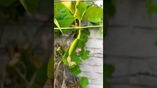 Ivy Gourd || The Secret of Parthenocarpy! #tindora #vegetablefarming #agriculture