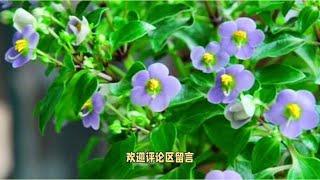 紫芳草养护小技巧#花卉绿植 #养护小知识 #种植小技巧 #带你识花