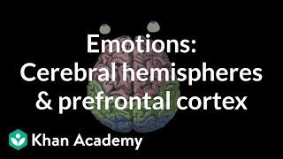 Emotions: cerebral hemispheres and prefrontal cortex | MCAT | Khan Academy