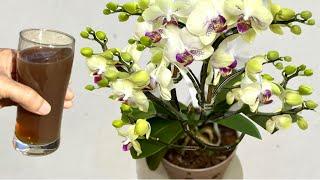 1 Cup per week! Suddenly the Orchid grows roots and blooms all year round