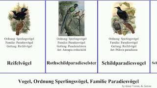 Vogel, Ordnung Sperlingsvögel, Familie Paradiesvögel bird regius Cicinnurus Passeriformes Love