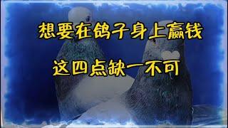 【賽鴿經驗分享】你想在鴿子身上贏錢，這四點缺一不可