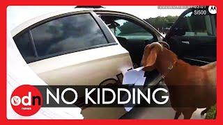 Hilarious! Goat Takes Over Police Car, Eats Paperwork and Headbutts Officer