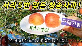 서리 맞은 부사(후지)는 왜 맛있을까? 밭에서 바로 따먹는 청송사과 맛은? 꿀품사농원 사과아저씨네 