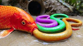 Stop Motion ASMR - Believe This Fishing? Big Red fish Carp eel videos Mudfish Cooking | Cuckoo