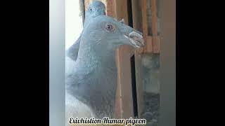 Exivhistion Humar pigeon Arko & Pets BD Pigeon Lover #pigeonlover #bdpigeonslover