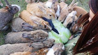 An Army of Hungry Bunnies! On Japan's Rabbit Island