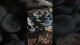 Mushroom timelapse