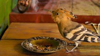 Living Together in a Lodge Full of Wild Birds - Off Grid living