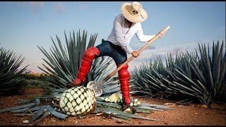 Perfect Agave Farming and Harvesting - How to Made Tequila With Modern Processing Line