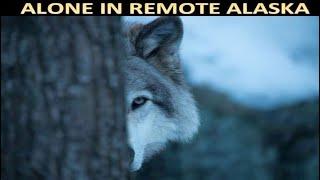 Wolves, Antiques & More @ my Remote Alaska Cabin