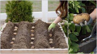 Growing Potatoes from Planting to Harvest! 