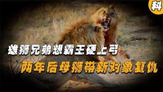 雄獅兄弟想霸王硬上弓，母獅誓死不從，兩年后母獅帶新對象復仇