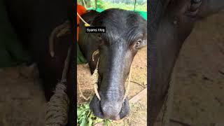 നാലര ലക്ഷം ഇല്ലാതെ ഇവരെ കൊടുക്കില്ല മക്കളെ പോലെയാണ്
