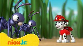 Psi Patrol | PSI Patrol ratuje maluszki!  | Nick Jr. Polska