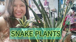 Snake Plants Sansevieria Plant Care