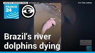 Record draught killing river dolphins in the Brazilian Amazon • The Observers - France 24