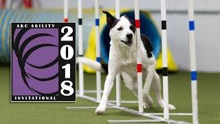 2018 AKC Agility Invitation Finals