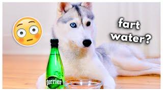 HUSKY Tries Fizzy Water for the First Time! (Does she like it?)