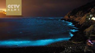 Spectacular "blue tear" phenomenon lights up E China coastline