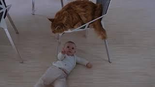 Cute Baby Playing With Cat | Baby And Cat | Cute Baby Video