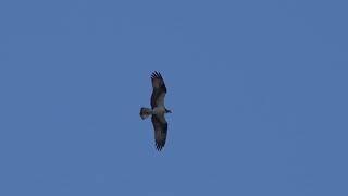 The Osprey & the Eagle