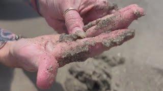 Swarm of sand fleas spotted on Florida's Space Coast