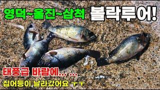 영덕 울진 삼척 볼락루어! 특급포인트 공개~ 태풍급 바람에도 볼락은 나온다~~ (Feat : 볼락튀김,구이)