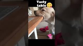 Tasty table) Dog and table)Funny dogs) Tik tok #Shorts