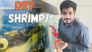 Monster Fish k liay Dry Shrimps mangwa liay  #aquarium #fish #fishtank #vlog #fishfood