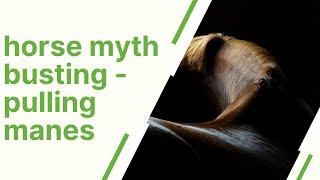 Horse myth busting - pulling manes