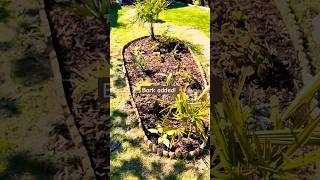 Creating a tropical island in UK garden | Part 3 | Hosta  | Coleus plant #gardening #garden #uk