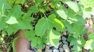 The Old Italian Man Way of Propagating Fig Trees -- Turning Sticks into Trees